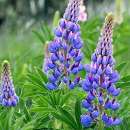 500 .   -  (. Lupinus angustifolius L)