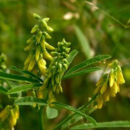   -  500 . (. Melilotus officinalis (L.) Desr.)