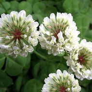   () -  100 .  (. Trifolium repens L)